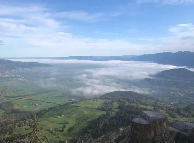 Montlinger Schwamm Oberriet